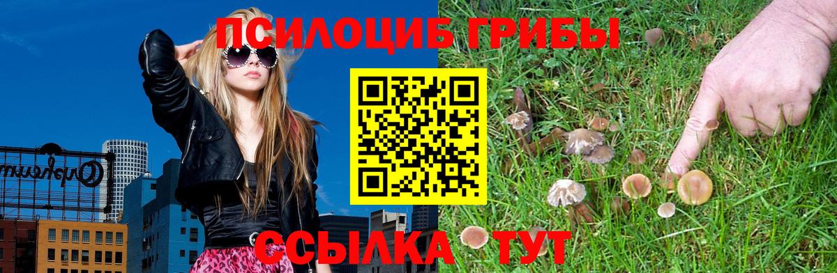 Чернушка  Псилоцибиновые грибы Psilocybe  Вход с VPN 